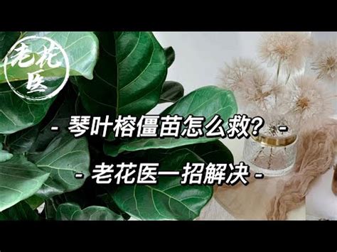 招陰植物|琴葉榕招陰：植物界的魔法使者 – 植物盆栽綠寶典